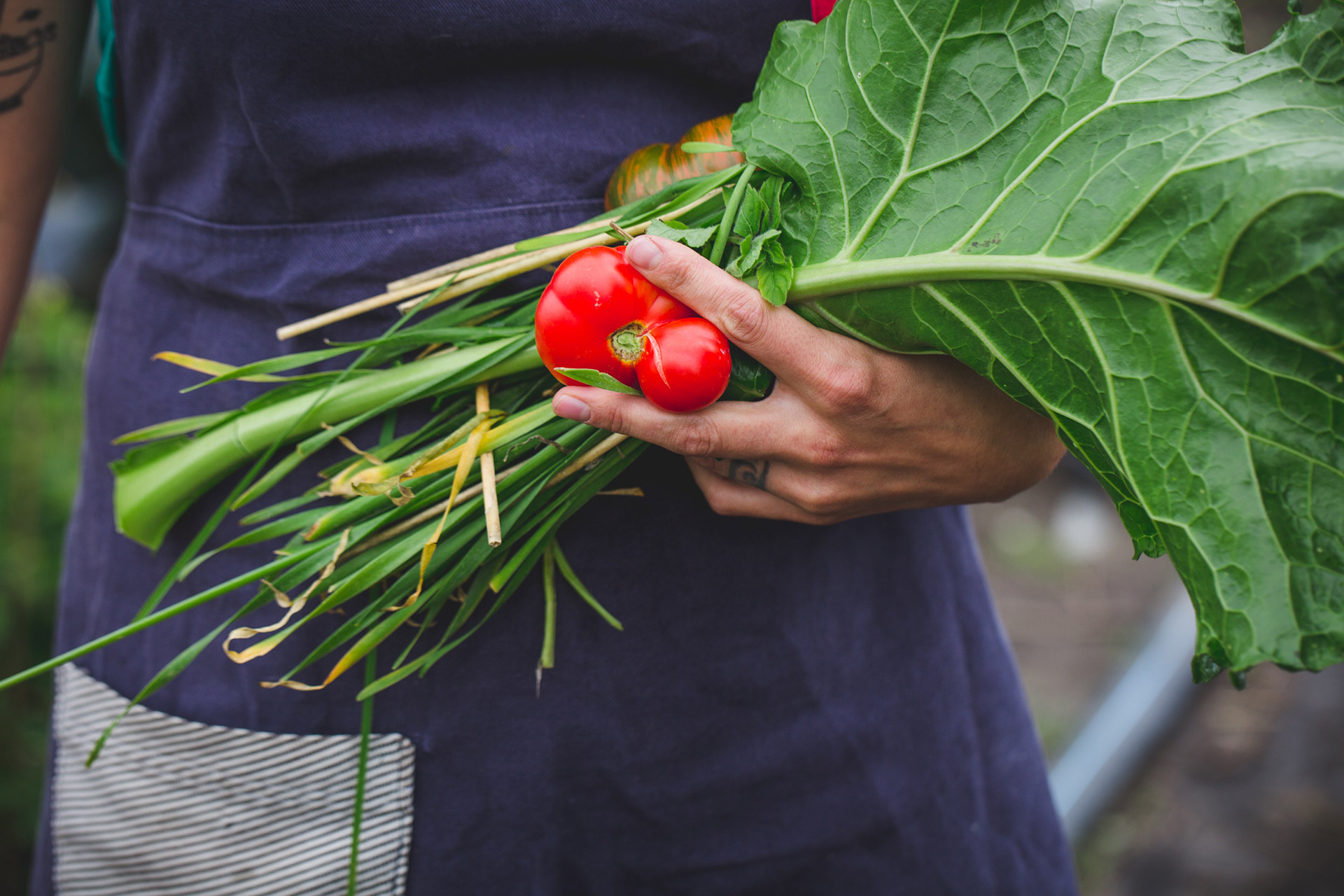 Main tenant des légumes fraîchement cueillis